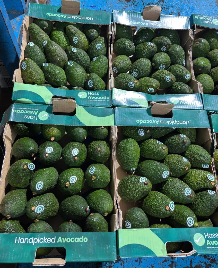 Avacado Tanzania 26 Count 4 KG Has Avacado